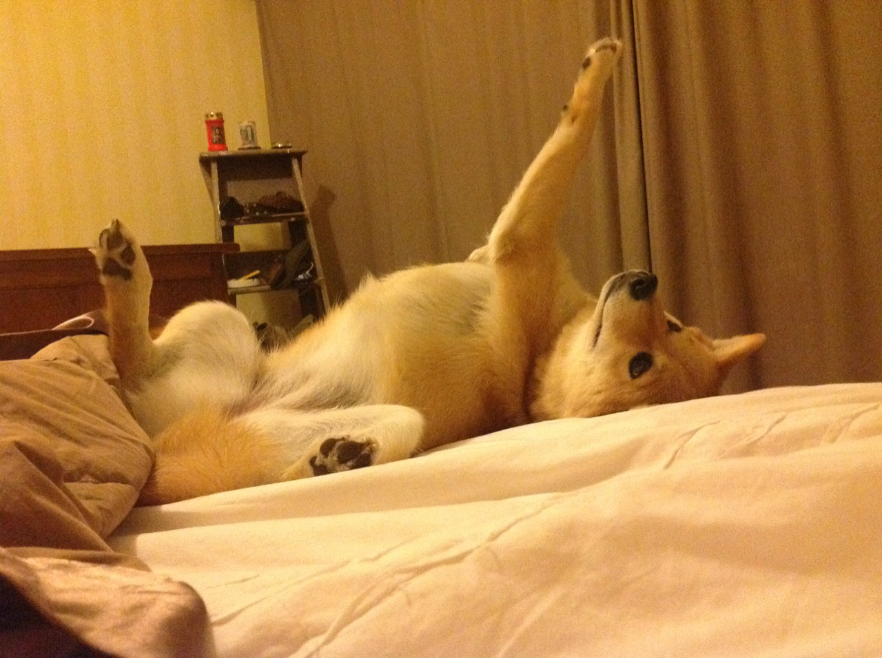 绿衫军绝境逢生！布鲁诺一传一射导演逆转好戏，成爱尔兰取胜哥斯达黎加关键先生